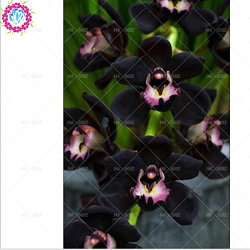 100 piezas de 20 colores rara orquídea Cymbidium, Cymbidiums semillas africanas, semillas de flor de Phalaenopsis bonsai, plantas en maceta para el jardín de 5