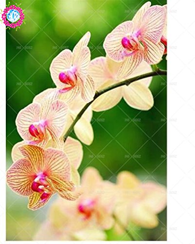 100 piezas de 20 colores rara orquídea Cymbidium, Cymbidiums semillas africanas, semillas de flor de Phalaenopsis bonsai, plantas en maceta para el jardín de 5