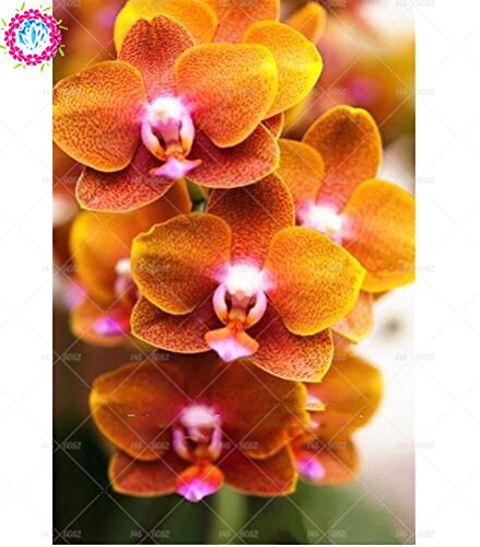 100 piezas de 20 colores rara orquídea Cymbidium, Cymbidiums semillas africanas, semillas de flor de Phalaenopsis bonsai, plantas en maceta para el jardín de 7