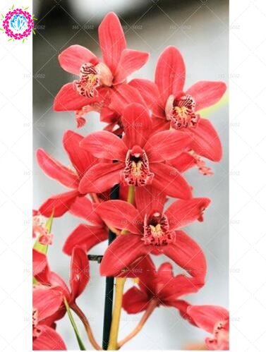 100 piezas de 20 colores rara orquídea Cymbidium, Cymbidiums semillas africanas, semillas de flor de Phalaenopsis bonsai, plantas en maceta para el jardín de 19