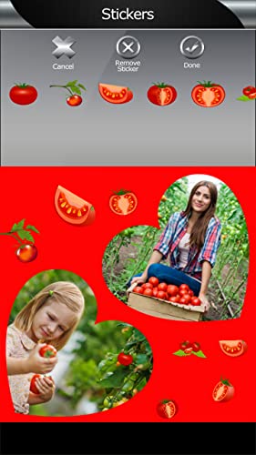 Collage de fotos de tomates