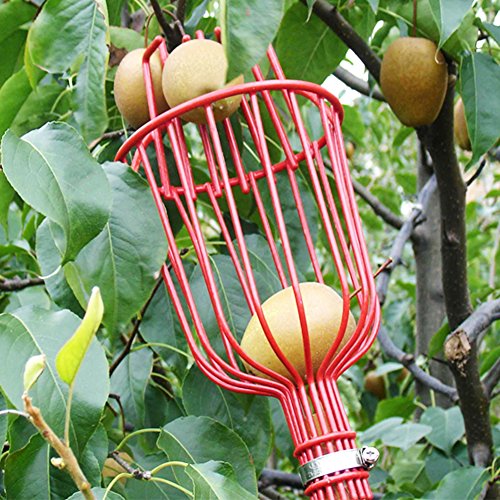 GEZICHTA - Palo para Recoger Frutas o Frutas, con Cesta, picadora de Frutas con Barra telescópica de Aluminio Ligero, Equipo para Picar Frutas, Naranjas, Manzanas o Cualquier Tipo de Fruta