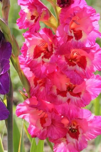 Gladiolus Notebook