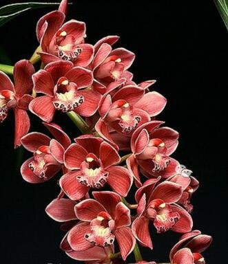 ¡¡¡Gran venta!!! 100 piezas de 22 colores rara orquídea Cymbidium, Cymbidiums semillas africanas, semillas de flores bonsai, plantas de jardín de casa, 7