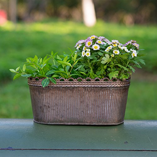 Home&Decorations Juego de 3 Cuenco de Flores Tazón de Fuente de Planta Antigua Flor Ovalado Olla de Planta Tazón de Fuente de Zinc Metal Jardinera Óxido o Acabado de Plomo (27,3 cm)