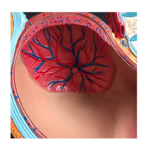 HYCy Pélvica Femenina Humana 12.6 X 6.3 X 13.78 Pulgadas Sección Embarazo Modelo anatómico Nueve Meses Modelo de feto de bebé Tamaño Natural con órganos extraíbles 4 Partes