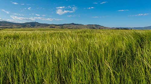 Indigo Herbs Grano de Teff Blanco orgánico 1kg