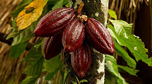 Indigo Herbs Manteca de Cacao Orgánico 500g