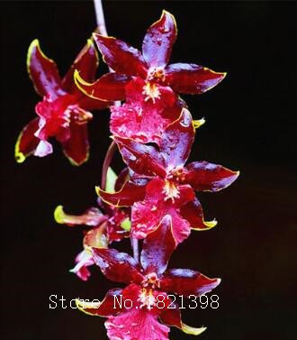 La venta caliente 50pcs rara orquídea Cymbidium, Cymbidiums semillas africanas, semillas de flores bonsai, plantas para el jardín de f