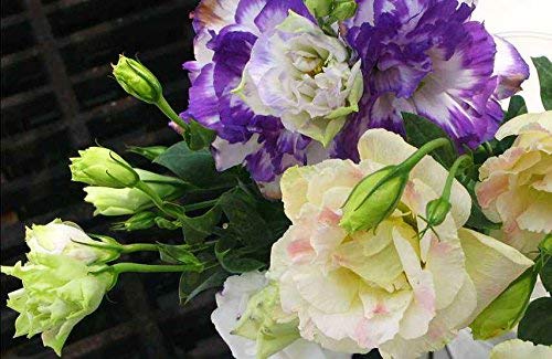 Lisianthus Seeds 50Pcs, Eustoma Flower Seeds Plantas Plantas con flores perennes Balcón Semillas de flores en maceta (Mixed Lisianthus Seeds)