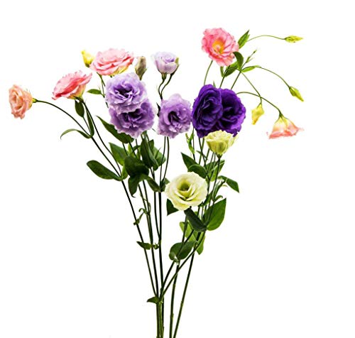 Lisianthus Seeds 50Pcs, Eustoma Flower Seeds Plantas Plantas con flores perennes Balcón Semillas de flores en maceta (Mixed Lisianthus Seeds)