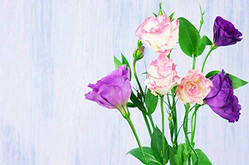 Lisianthus Seeds 50Pcs, Eustoma Flower Seeds Plantas Plantas con flores perennes Balcón Semillas de flores en maceta (Mixed Lisianthus Seeds)