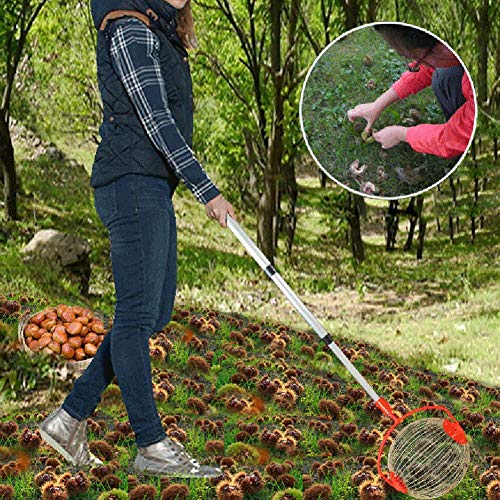 Nueces / Castañas / avellanas Cosechadora Recogedora de rodillos de jardín, Cesta de metal para recolector de frutas, Cosechadora Pluma de aleación de aluminio retráctil Para uso en huertos familiares