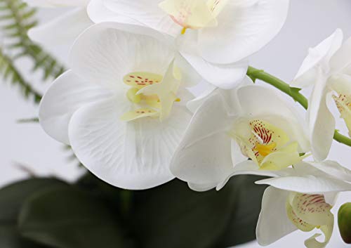 Olrla Blanca phalaenopsis Artificial orquídea Bonsai con cerámica Partido Boda del florero jardín decoración del hogar (Blanco 1)