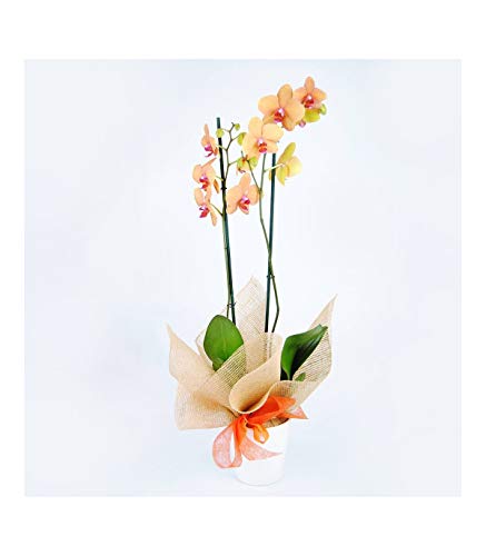 Orquídea Naranja Natural - ENTREGA EN 24H con DEDICATORIA PERSONALIZADA - Orquídea a Domicilio - Envíos Gratis