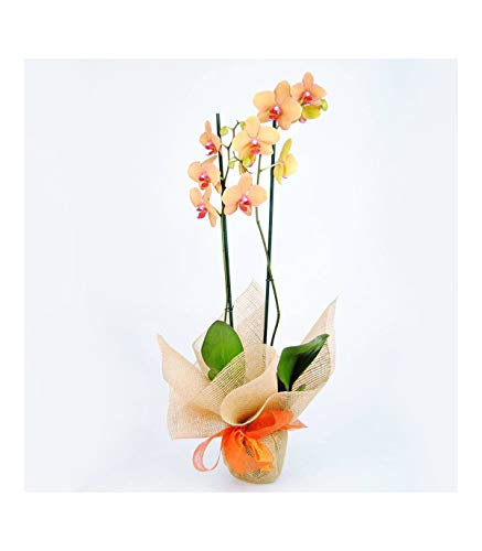 Orquídea Naranja Natural - ENTREGA EN 24H con DEDICATORIA PERSONALIZADA - Orquídea a Domicilio - Envíos Gratis