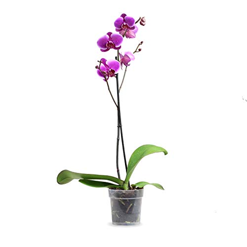 Orquídea Phalaenopsis - Planta Natural - Envíos sólo a Península