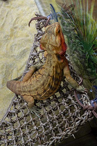 Penn-Plax Lagarto Tumbona, 100% Fibras de Junco Marino Natural para Anoles, Bearded Dragons, Geckos, Iguanas, y ermitaño Crabs Triangular 10 x 12 cm