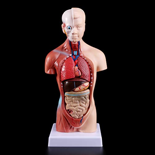 siwetg Cuerpo Humano del Cuerpo del Torso Anatomía Anatómica Médica Órganos Internos para La Enseñanza