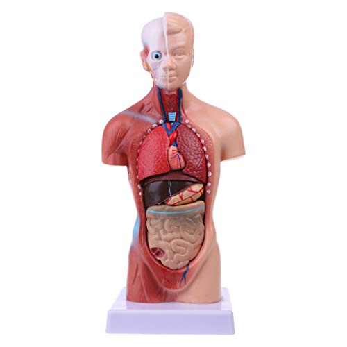 siwetg Cuerpo Humano del Cuerpo del Torso Anatomía Anatómica Médica Órganos Internos para La Enseñanza