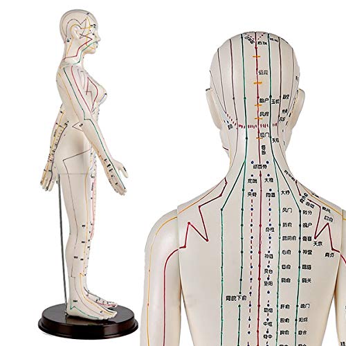 WJH Mujer Modelo de la acupuntura - Modelo de la acupuntura - Medicina China acupuntura Modelo Anatomía Humana, de 60 cm de Altura