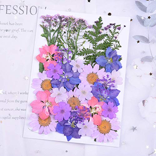 WohlstandPedazo de flores de hojas secas prensadas para tarjetas de álbum de recortes Paquete de fabricación de flores secas prensadas reales Babysbreath para manualidades de Scrapbooking de bricolaje