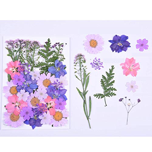 WohlstandPedazo de flores de hojas secas prensadas para tarjetas de álbum de recortes Paquete de fabricación de flores secas prensadas reales Babysbreath para manualidades de Scrapbooking de bricolaje