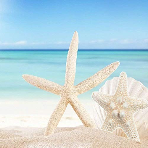 Yixuan 10PCS Estrellas de mar Estrella de mar Natural Estrella de mar Decoracion Molde Estrella mar decoración de Bodas/Fiesta temática en la Playa/Decoraciones para el hogar/Bricolaje