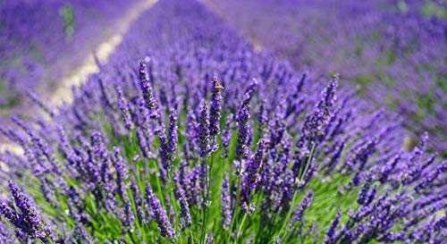 10 saquitos / seca de lavanda con auténtica lavanda francesa - Total 100g Flores de lavanda - de Quertee®