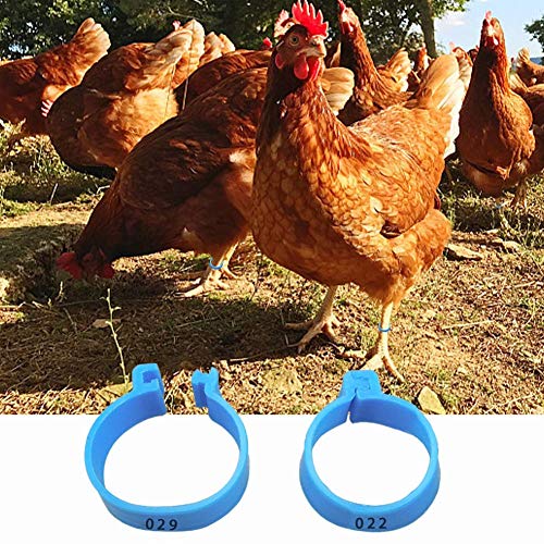 100 bandas de identificación de pollo para patas, gallinas, gomas para patas de aves de corral, gomas para patas de pato, anillos de clip, marcadores de número para pájaros, gamefowl pavo pato