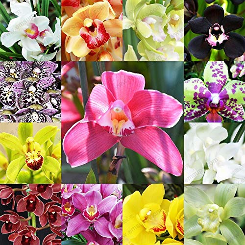 13 tipos de semillas de orquídeas de flores de colores Flores en macetas Semillas de Cymbidium Faberi Balcón Semillas de plantas en maceta 1 bolsa 100 piezas