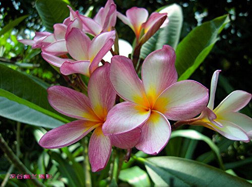 20PCS / BAG Plumeria (Frangipani, Lei hawaiano de flores) las semillas, las semillas de flor exótica raras semillas de flor de huevo