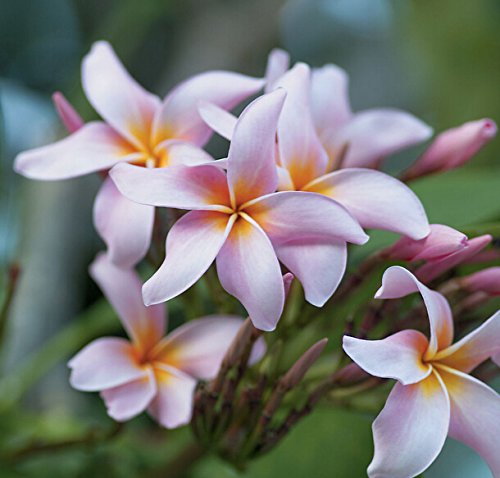 20PCS / BAG Plumeria (Frangipani, Lei hawaiano de flores) las semillas, las semillas de flor exótica raras semillas de flor de huevo