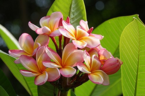 20PCS / BAG Plumeria (Frangipani, Lei hawaiano de flores) las semillas, las semillas de flor exótica raras semillas de flor de huevo