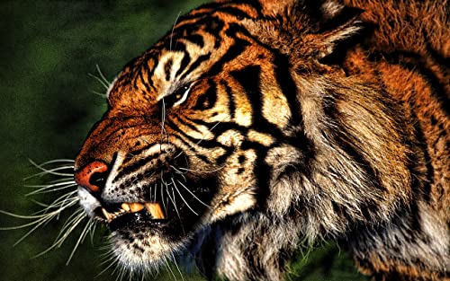 3D tigre juego