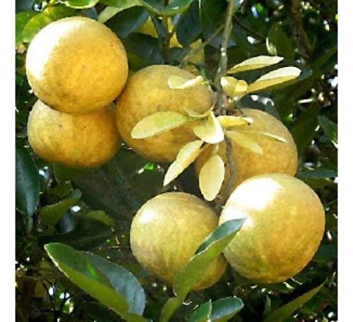 Aegle marmelos Semillas BENGALA Árbol de membrillo!