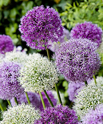 Ajo ornamental gigante (Allium giganteum), paquete mixto de flores violetas y blancas, planta resistente al frío, 1 bolsa 60 semillas