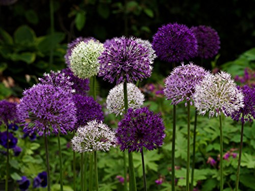 Ajo ornamental gigante (Allium giganteum), paquete mixto de flores violetas y blancas, planta resistente al frío, 1 bolsa 60 semillas