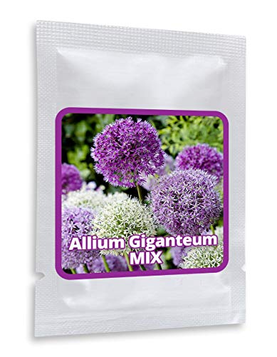 Ajo ornamental gigante (Allium giganteum), paquete mixto de flores violetas y blancas, planta resistente al frío, 1 bolsa 60 semillas