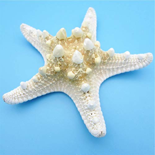 Amosfun Estrellas de mar Naturales Concha decoración de la Pared de la Concha artesanía decoración del hogar 4pcs(5-8 cm)