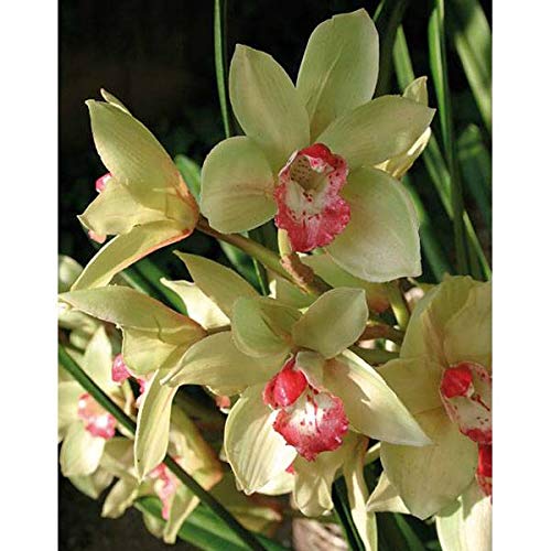 artplants.de Orquídea Artificial Cymbidium en Maceta, 4 Ramas, Verde-Rosa, 125cm - Flor sintética - Orquídea Decorativa