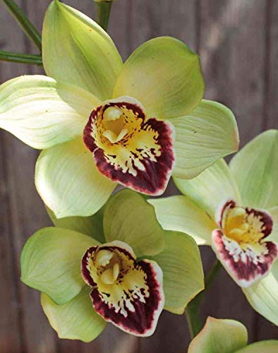 artplants.de Rama Falsa de Orquídea Cymbidium YOLADA, Verde-Violeta, 85cm - Orquídea Artificial/Planta simulación