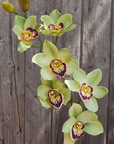 artplants.de Rama Falsa de Orquídea Cymbidium YOLADA, Verde-Violeta, 85cm - Orquídea Artificial/Planta simulación