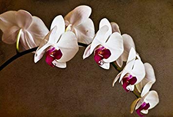 Astonish Seeds: 3: Esotico flor de orquídea Cattleya Seeds multicolor erfly Orchidee Bonsai Monoflord Mini Garden planta fácil de cultivar 200 pc/bolsa 3