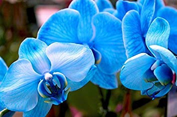 Astonish Seeds: 3: Esotico flor de orquídea Cattleya Seeds multicolor erfly Orchidee Bonsai Monoflord Mini Garden planta fácil de cultivar 200 pc/bolsa 3