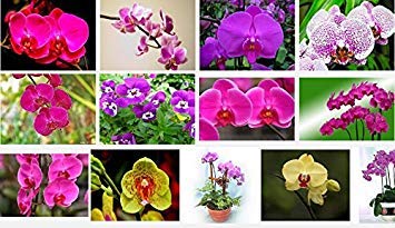 Astonish Seeds: 3: Esotico flor de orquídea Cattleya Seeds multicolor erfly Orchidee Bonsai Monoflord Mini Garden planta fácil de cultivar 200 pc/bolsa 3