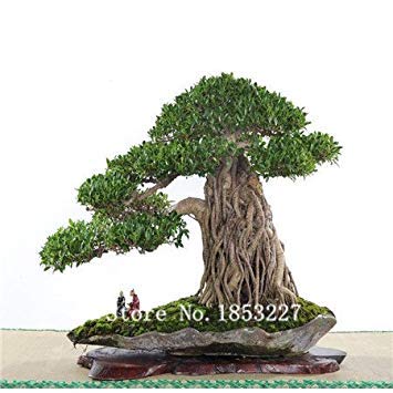 ASTONISH SEEDS: Bonsai Semillas de higuera de Bengala 100 piezas semillas de árboles 10kinds mezcla Novel de la planta para el jardín