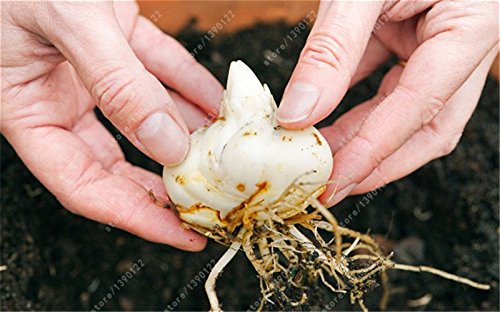 bulbos de lirio verdadero, flor del lirio, lirio (no semillas), los bulbos de azucenas de flores, olor débil, plantas de maceta bonsai para el jardín de bulbos 3 -2