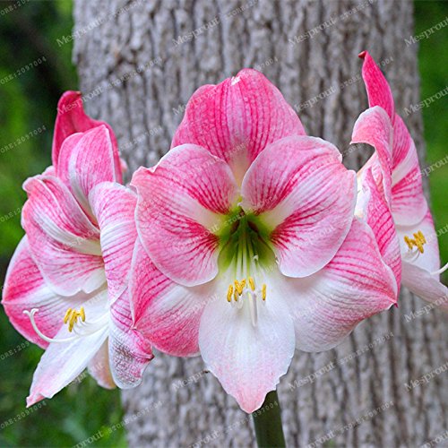 Bulbos verdaderos Amarilis (Hippeastrum No Seeds) Planta de tiesto Inicio Jardín de flor de Bonsai Bulbos Barbados Lily -2 bulbo 2