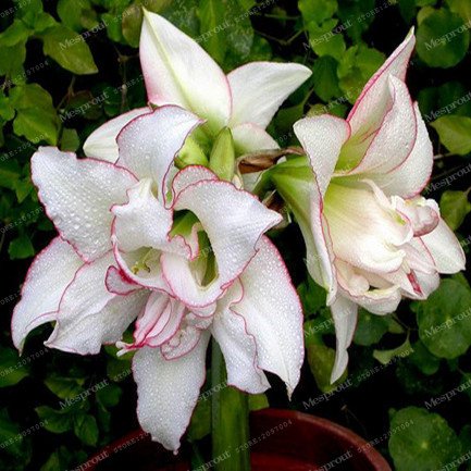 Bulbos verdaderos Amarilis (Hippeastrum No Seeds) Planta de tiesto Inicio Jardín de flor de Bonsai Bulbos Barbados Lily -2 bulbo 2